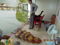 ***오빈낚시터*** 주말 조황정보 및 방류 소식 전합니다 : 낚시사랑