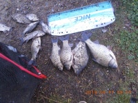   4월 11일 조황 정보 : 낚시사랑