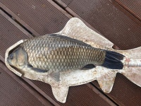 국화지 유료터정보 > 국화지 조황스케치 : 낚시사랑