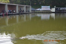 고담낚시터 유료터정보 > 붕어방류 와 주말조황입니다 . : 낚시사랑