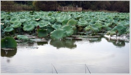 어신-멋진 연밭 포인트 좌대에서의 하룻밤...아산 월랑낚시터 : 낚시사랑