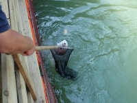  [스타바다좌대낚시터] 9월2일 야간조황 및 9월3일 주간조황 : 낚시사랑