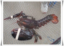  궁평바다실내낚시터 02월 26일(일) 조황입니다 - 괴우럭, 참돔, 농어. 랍스타100kg 주말 대량방류  : 낚시사랑