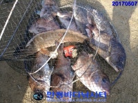 만정 바다 낚시터 5월 7일 (일) 조황정보  : 낚시사랑