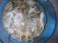 바다사랑닷컴