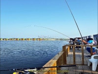 [제부도낚시터] 터 07월 25일 수요일 노지조황 : 낚시사랑