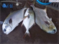  2018 년 9월23일 조황 : 낚시사랑