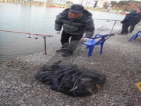 정성미니낚시터 11월 17일(토) 조황 : 낚시사랑