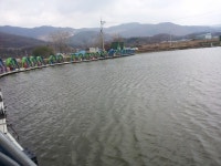 포천 마전낚시터 주중 조황 소식 올립니다. : 낚시사랑