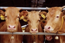 번식용 한우 암소, 너무 살찌지 않게 사료량 조절 - 데일리 푸드앤메드 번식용 한우 암소, 너무 살찌지 않게 사료량 조절