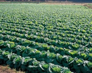 고랭지배추 작황 악화에 따른 추가 수급안정 대책 추진 - 데일리 푸드앤메드 고랭지배추 작황 악화에 따른 추가 수급안정 대책 추진