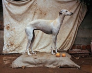 abandonedhuntingdog1 – Fubiz Media abandonedhuntingdog1