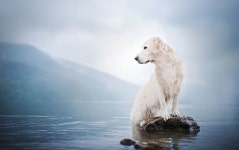 photohappydog8 – Fubiz Media photohappydog8