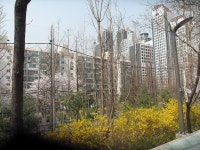 32-내-237 | 강남구청 > 분야별정보 > 환경 > 기념식수 나무찾기