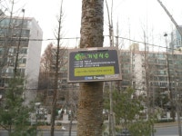 32-내-237 | 강남구청 > 분야별정보 > 환경 > 기념식수 나무찾기
