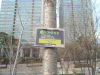 43-내-161 | 강남구청 > 분야별정보 > 환경 > 기념식수 나무찾기