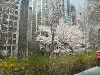 43-내-222 | 강남구청 > 분야별정보 > 환경 > 기념식수 나무찾기