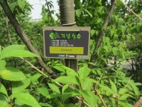54-내-116 | 강남구청 > 분야별정보 > 환경 > 기념식수 나무찾기