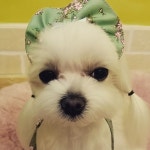가생이닷컴>팬빌리지 > 소녀시대 > 150502 Grace Pet Grooming Studio 인스타그램 수리 모리 체리 보리