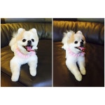 가생이닷컴>팬빌리지 > 소녀시대 > 150628 권혁준 인스타그램 하니 두이