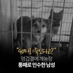 가생이닷컴>유머엽기 > 유머게시판 > 40마리 죽인다고? 엉겁결에 개농장 통째로 인수한 남성