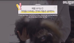 해외 네티즌 반응 - 가생이닷컴 개매력적 올해 동물농장 주연상 눕방 강아지 ㅋㅋㅋ > 가생이닷컴