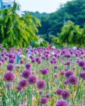 해외 네티즌 반응 - 가생이닷컴 충남 공주 유구색동 수국정원.jpg > 가생이닷컴