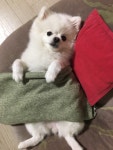 가생이닷컴>커뮤니티 > 잡담 게시판 > 뭉이