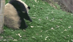 앞구르기 옆구르기