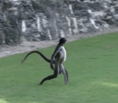 그린 위의 불청객