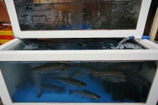 경기도 가평 추천여행 - 꽁꽁 언 빙판위에서 느끼는 짜릿한 겨울 송어의 손맛, 청평 얼음꽃송어축제! | 여행이야기 | 추천여행 | 경기관광플랫폼