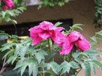 경기도 안성 가볼만한곳 - 서일농원 솔리 청국장정식 | 여행이야기 | 추천여행 | 경기관광플랫폼