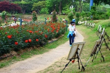 경기도 과천 추천여행 - 장미꽃으로 힐링하세요, 과천 서울대공원 옆 장미원축제 | 여행이야기 | 추천여행 | 경기관광플랫폼