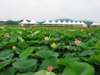 경기도 시흥 추천여행 - 관곡지 연꽃테마파크 | 여행이야기 | 추천여행 | 경기관광플랫폼