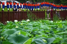 경기도 남양주 가볼만한곳 - 봉선사 연꽃축제가 즐거운 이유, 2013봉선사연꽃축제(7. 27) 열리는 봉선사 | 여행이야기 | 추천여행 | 경기관광플랫폼