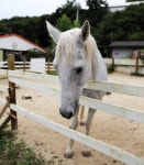 경기도 여주 추천여행 - 농장체험 은아목장 | 여행이야기 | 추천여행 | 경기관광플랫폼