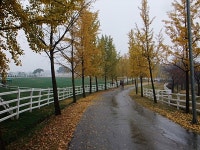 경기도 고양 추천여행 - 단풍이 곱게 물든 원당종마목장 | 여행이야기 | 추천여행 | 경기관광플랫폼