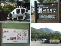 경기도 연천 추천여행 - 애심목장 낙농체험 | 여행이야기 | 추천여행 | 경기관광플랫폼