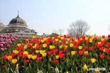경기도 용인 가볼만한곳 - 봄꽃축제의 시작 에버랜드 튤립축제 | 여행이야기 | 추천여행 | 경기관광플랫폼