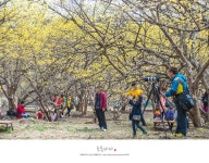 경기도 이천 추천여행 - 이천여행,이천산수유마을 | 여행이야기 | 추천여행 | 경기관광플랫폼