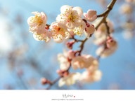 경기도 이천 추천여행 - 이천여행,이천산수유마을 | 여행이야기 | 추천여행 | 경기관광플랫폼