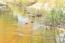 솔밭펜션캠핑장 고캠핑