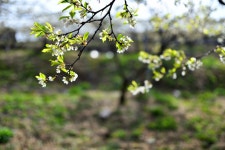 사과꽃 향기에... - 조황센터 | 피쉬앤피플 사과꽃 향기에...