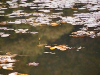 어느하늘아래~~ 晩秋 - 조황센터 | 피쉬앤피플 어느하늘아래~~ 晩秋