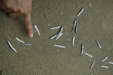 [새만금2003][참관기]생명 평화, 三步一拜 오체투지로 오신다녹색연합 |   [새만금2003][참관기]생명 평화, 三步一拜 오체투지로 오신다