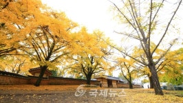 보령 청라은행마을 축제, 4년 연속 국비지원 영예