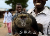 부룬디 대통령 3선 출마 반대 시위, 원숭이마저도...