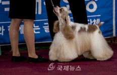 2015 국제 도그쇼 내가 제일 최고 DOG!