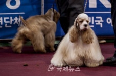 2015 국제 도그쇼 내가 제일 최고 DOG!