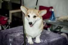 2015 국제 도그쇼 내가 제일 최고 DOG!